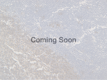 Load image into Gallery viewer, CD20