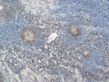 Load image into Gallery viewer, Feline lymph node stained with PAX-5, 10X