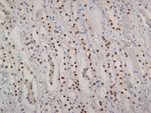 Load image into Gallery viewer, PAX8