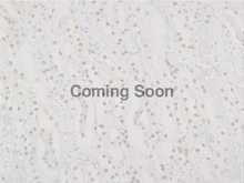 Load image into Gallery viewer, PAX8