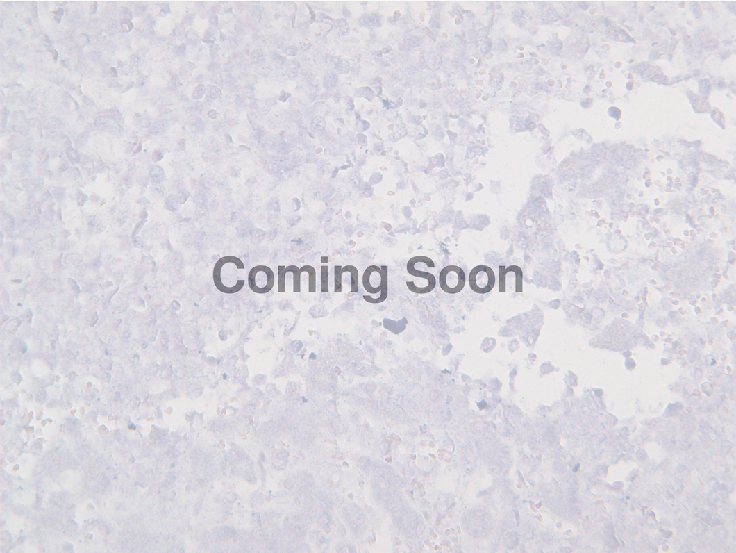 Candida spp.