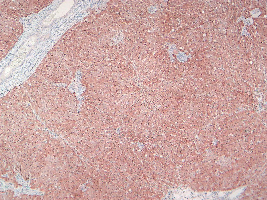 VeteMAb Melan A (Rb) [VMAB001] Dog Melanoma; 10X