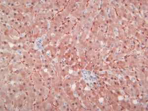 VeteMAb Melan A (Rb) [VMAB001] Dog Melanoma; 40X