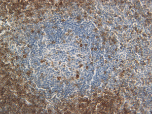 Feline lymph node stained with CD3. 40X