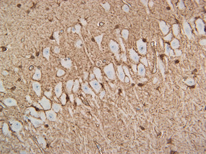 Feline brain stained with S100B