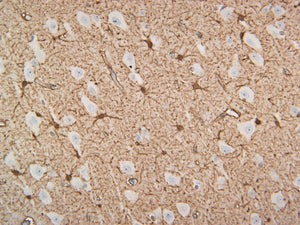 Feline cortex stained with S100B