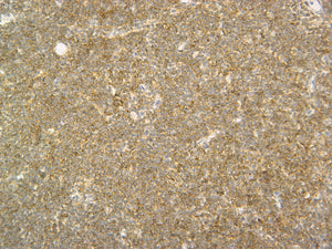 Feline lymph node stained with CD3 with Yellow HRP.