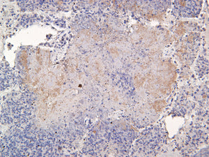 Pan Bacteria