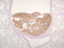 Load image into Gallery viewer, Pan Fungal
