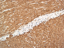 Load image into Gallery viewer, Smooth Muscle Actin [VMAB005] on Dog Colon, 40X
