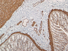 Load image into Gallery viewer, Smooth Muscle Actin [VMAB005] on Dog Colon, 10X
