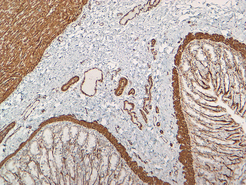 Smooth Muscle Actin [VMAB005] on Dog Colon, 10X
